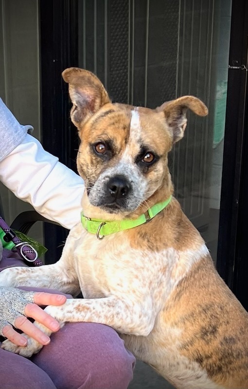 Edward, an adoptable Boxer, Cattle Dog in Cottonwood, AZ, 86326 | Photo Image 1