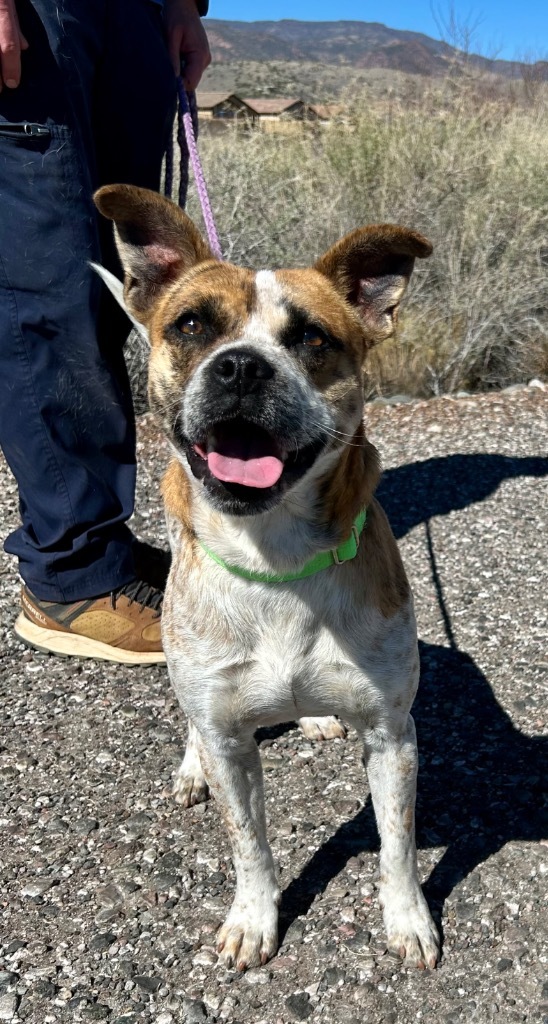 Edward, an adoptable Boxer, Cattle Dog in Cottonwood, AZ, 86326 | Photo Image 2