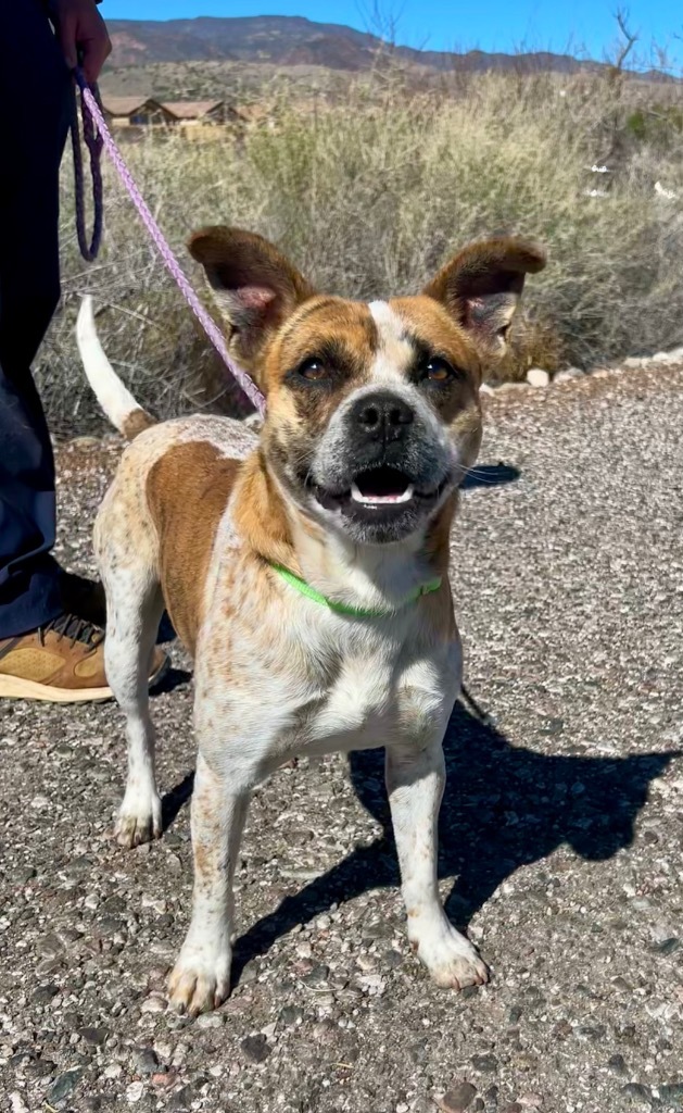 Edward, an adoptable Boxer, Cattle Dog in Cottonwood, AZ, 86326 | Photo Image 3
