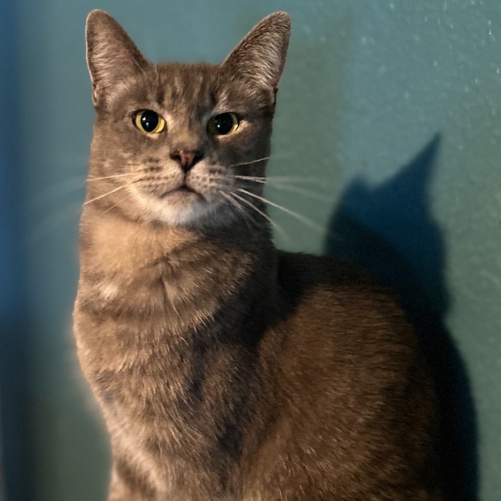 Hawkeye, an adoptable Domestic Short Hair in Nampa, ID, 83686 | Photo Image 1