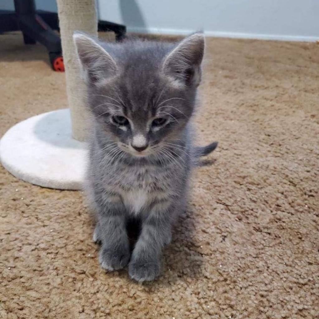 Hawkeye, an adoptable Domestic Short Hair in Nampa, ID, 83686 | Photo Image 4