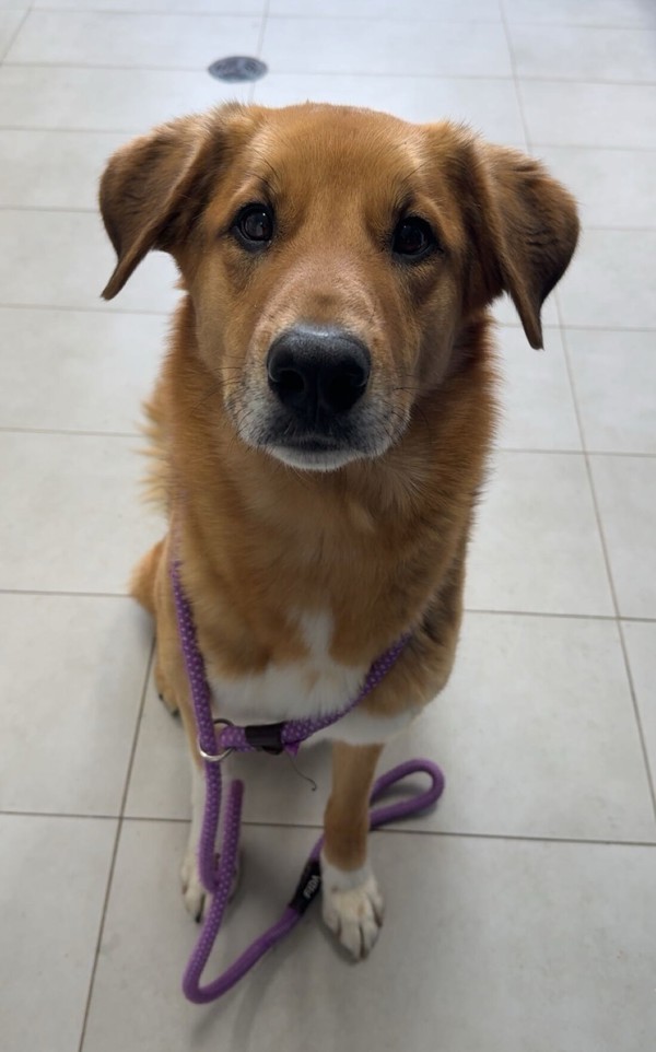Doug, an adoptable Collie in Keswick, ON, L4P 3G1 | Photo Image 1
