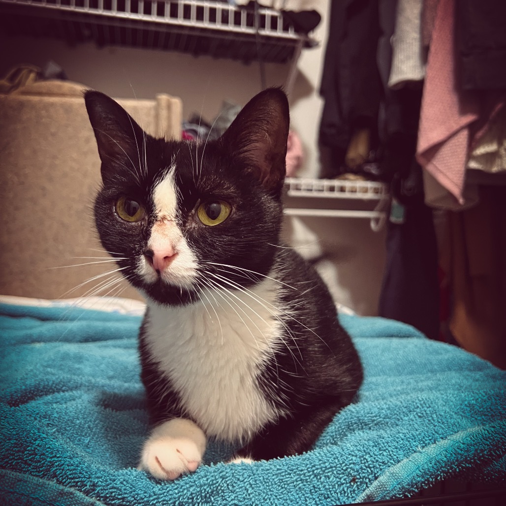 Henrietta