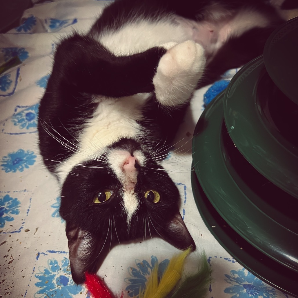 Henrietta