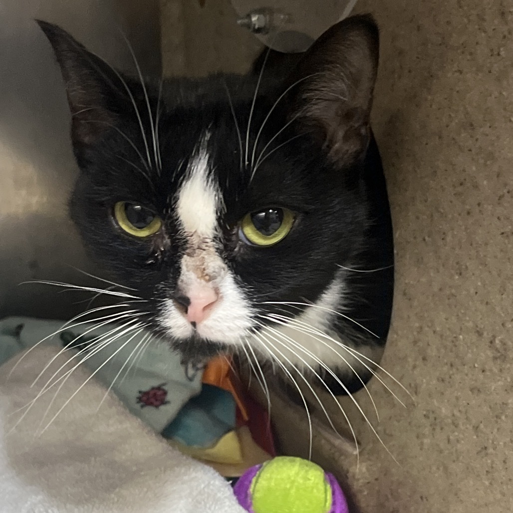 Henrietta (Petco)
