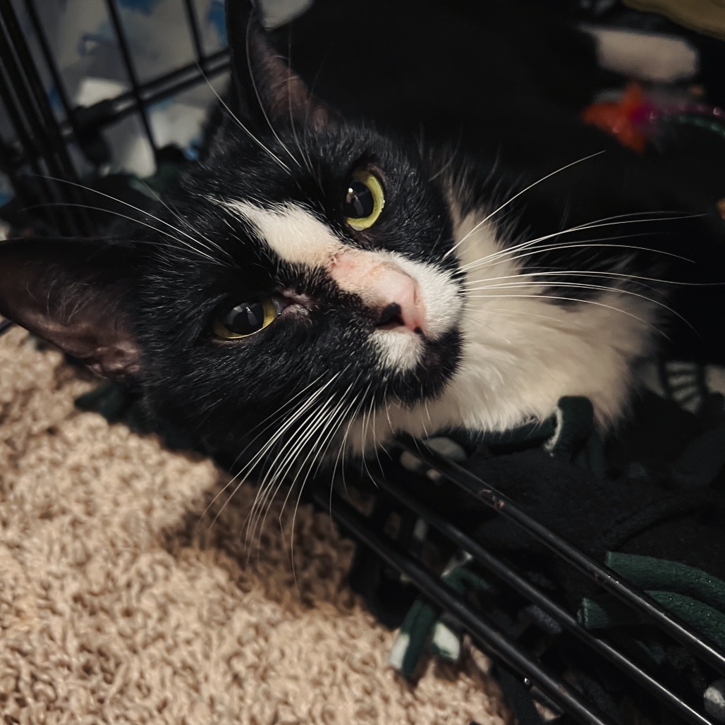 Henrietta (Petco)