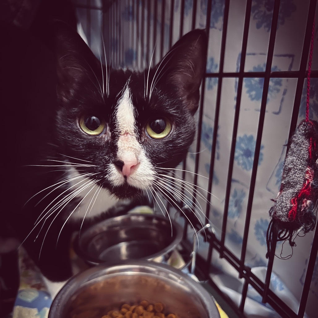 Henrietta (Petco)