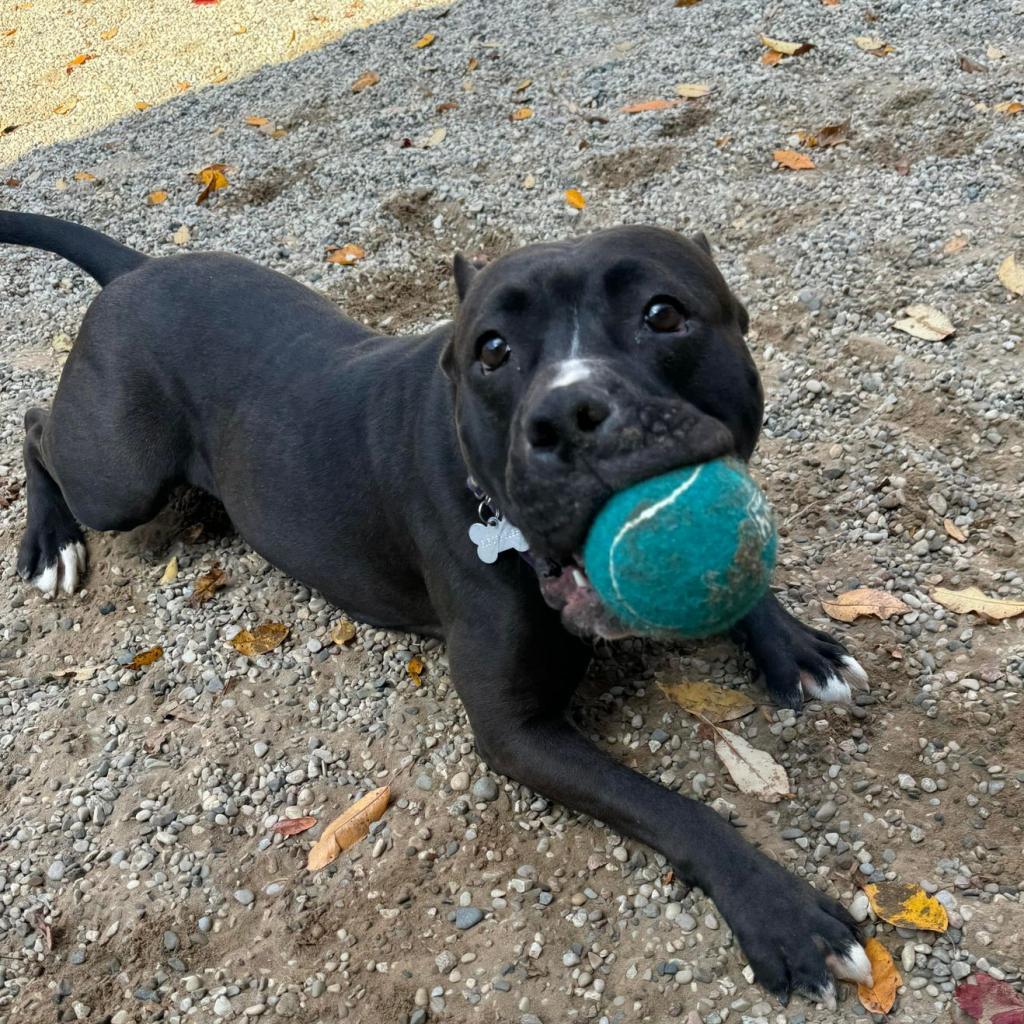 Bella