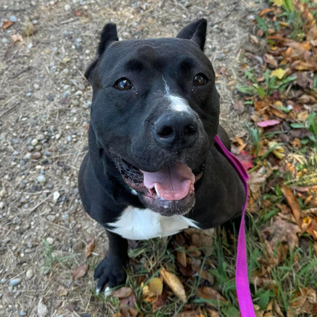 Bella