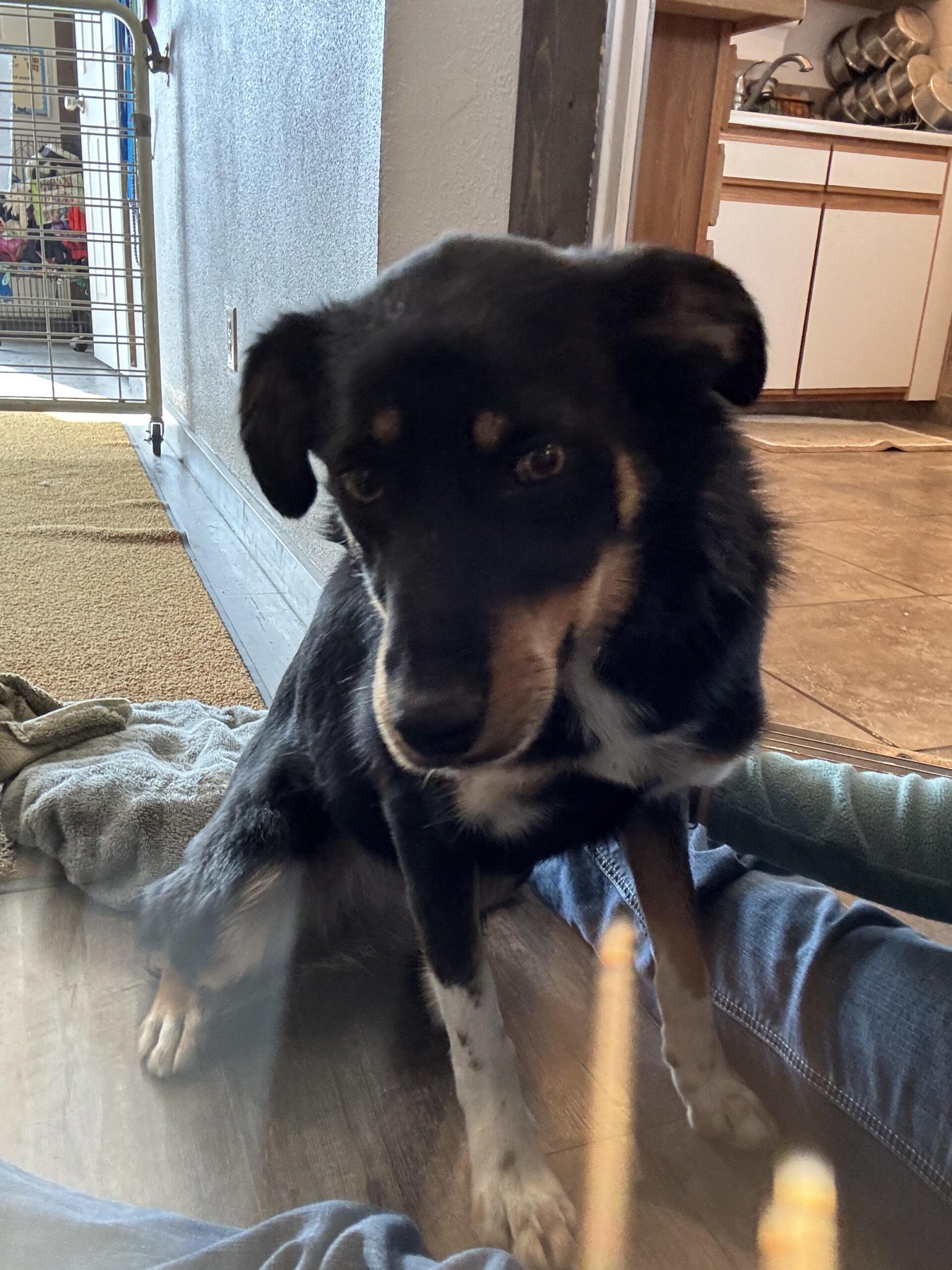 Pickles, an adoptable Border Collie, Australian Kelpie in Dillon, MT, 59725 | Photo Image 1