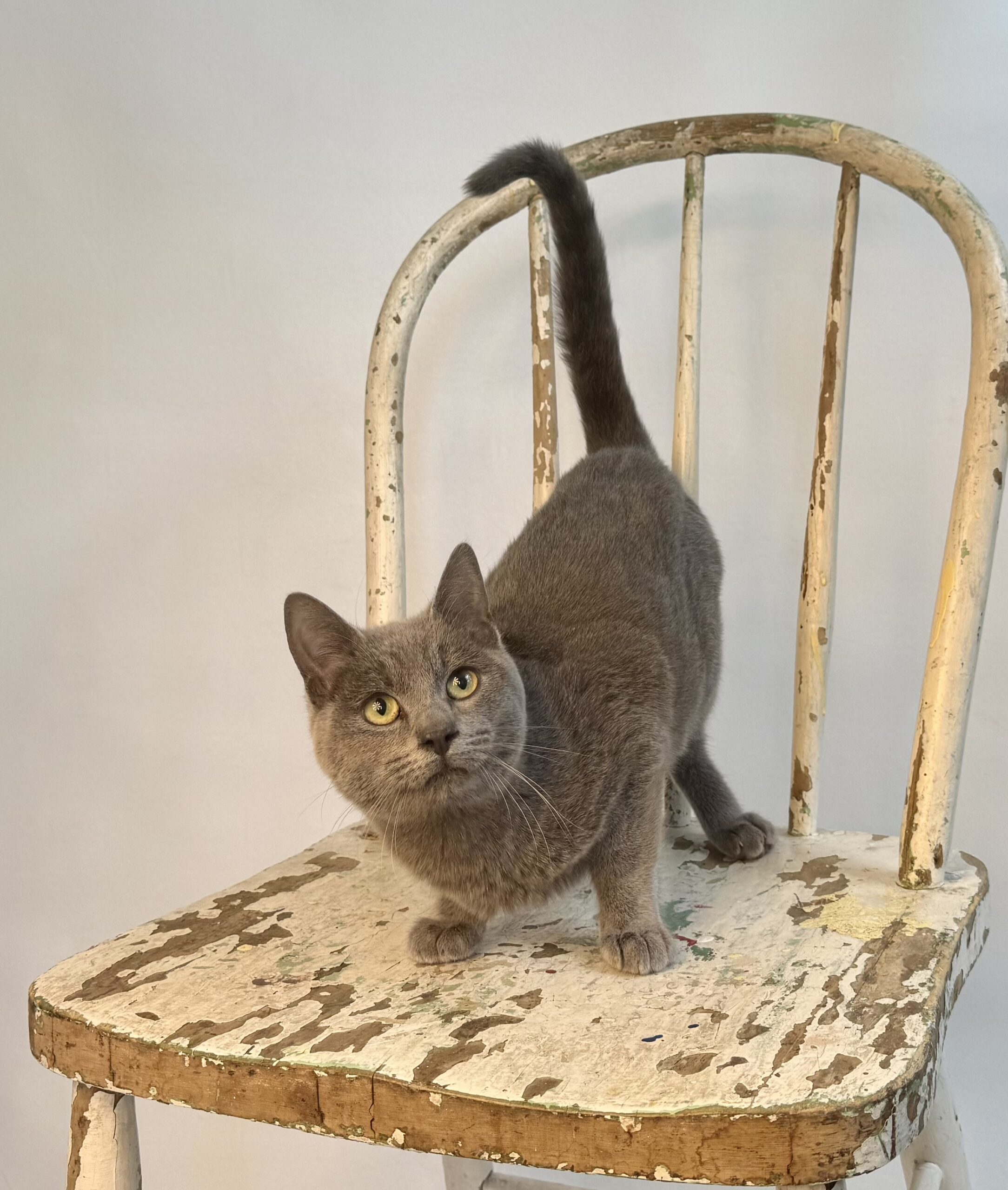 Preacher, an adoptable Domestic Short Hair in Dillon, MT, 59725 | Photo Image 1