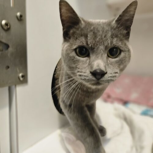 Preacher, an adoptable Domestic Short Hair in Dillon, MT, 59725 | Photo Image 2