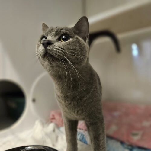 Preacher, an adoptable Domestic Short Hair in Dillon, MT, 59725 | Photo Image 3
