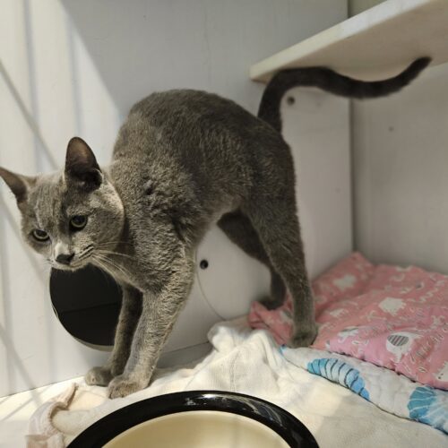 Preacher, an adoptable Domestic Short Hair in Dillon, MT, 59725 | Photo Image 4