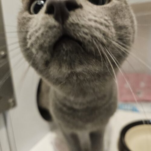 Preacher, an adoptable Domestic Short Hair in Dillon, MT, 59725 | Photo Image 5