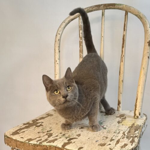 Preacher, an adoptable Domestic Short Hair in Dillon, MT, 59725 | Photo Image 6