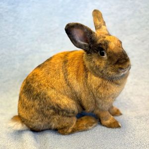 MY ADOPTION FEES ARE WAIVED Ciao Im Anastasia the rabbit Im a medium sized spayed female shor