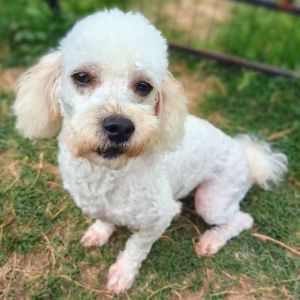 Meet Bruno Johnson the handsome sweet and lovable Maltipoo youve been waiting for At 2 years ol