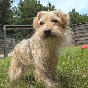 Meet Pilot Pilot is a 1 -year-old 11-pound terrier mix who is looking for a patient and understand