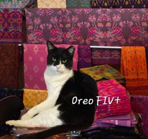 SO CURIOUS DOB 11923 Meet Oreo the sweetest shyest little guy with a heart of gold Rescued fro