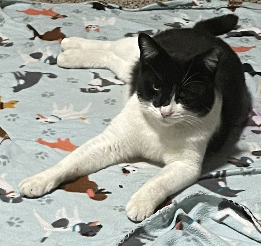 Oreo #smarter-than-the-average-cat