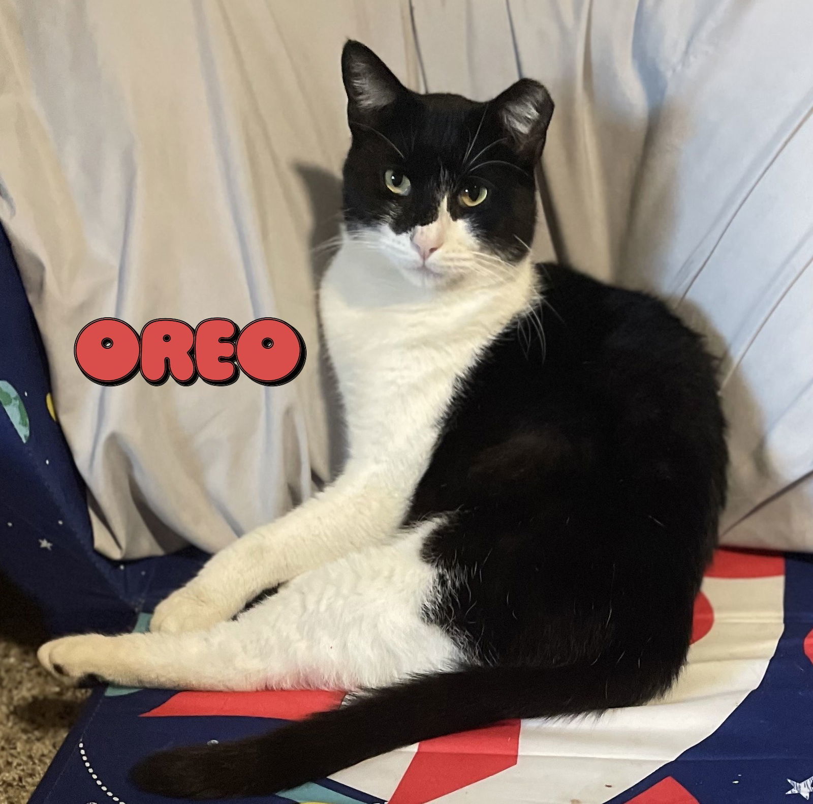 Oreo #smarter-than-the-average-cat