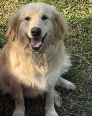 MOLLY, Senior Female unknown