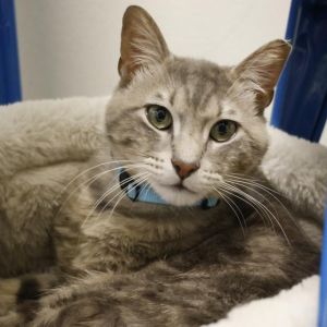 TOM, Adult Male Domestic Short Hair