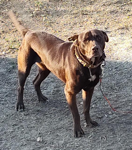 COCOA