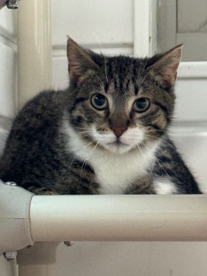 Purrlock Holmes