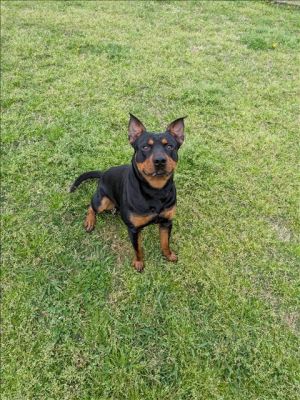 This animal was rescued by Animal Services Date animal was rescued 032025 Date animal was brough