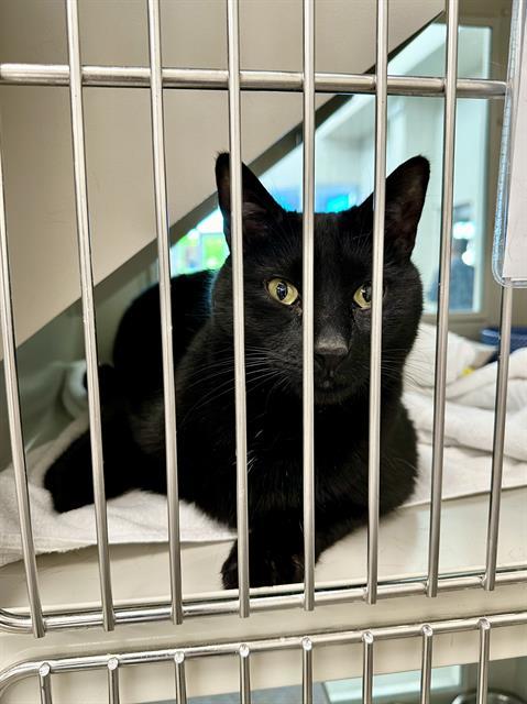 NUGGET, an adoptable Domestic Short Hair in Las Vegas, NV, 89101 | Photo Image 1