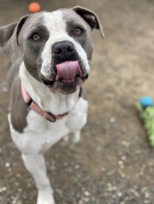 Meet Bruce the adorable 2-year-old Staffordshire Bull Terrier whos ready to st