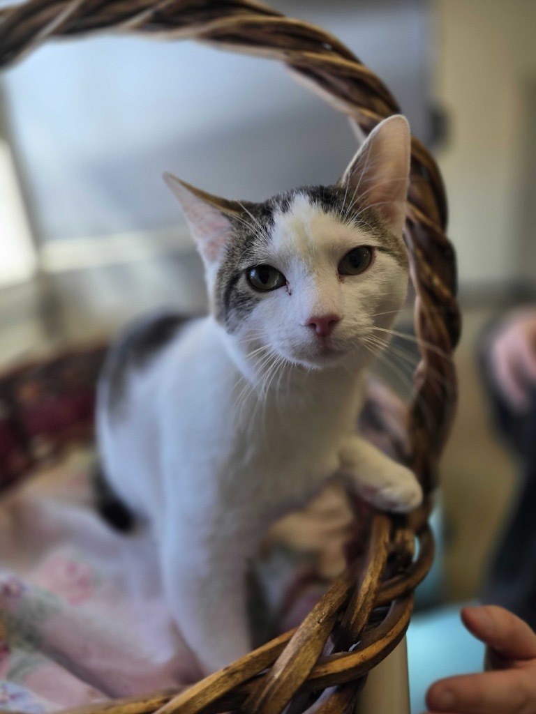 Rudolph, an adoptable Domestic Short Hair in Minot, ND, 58702 | Photo Image 1