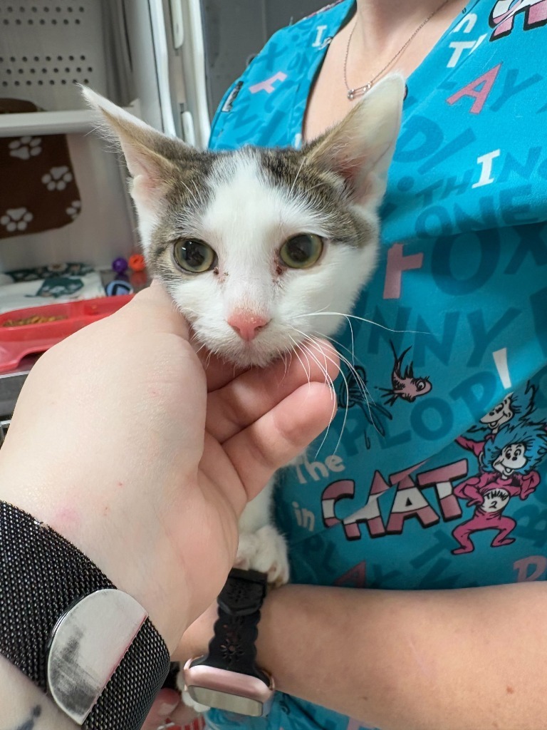 Rudolph, an adoptable Domestic Short Hair in Minot, ND, 58702 | Photo Image 2