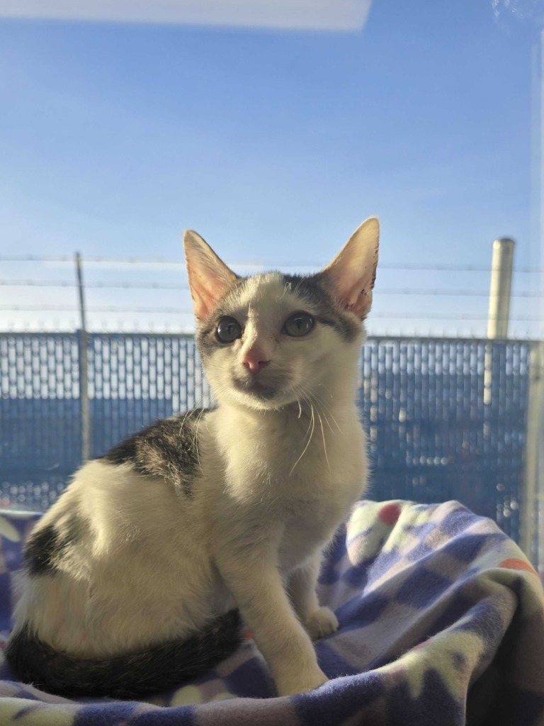 Rudolph, an adoptable Domestic Short Hair in Minot, ND, 58702 | Photo Image 3