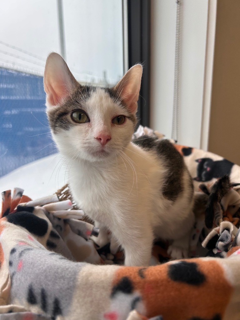 Rudolph, an adoptable Domestic Short Hair in Minot, ND, 58702 | Photo Image 4