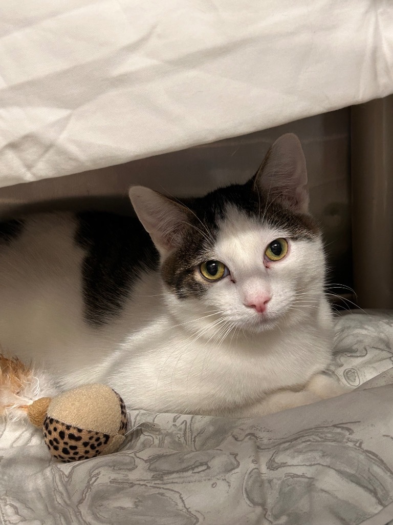 Rudolph, an adoptable Domestic Short Hair in Minot, ND, 58702 | Photo Image 5