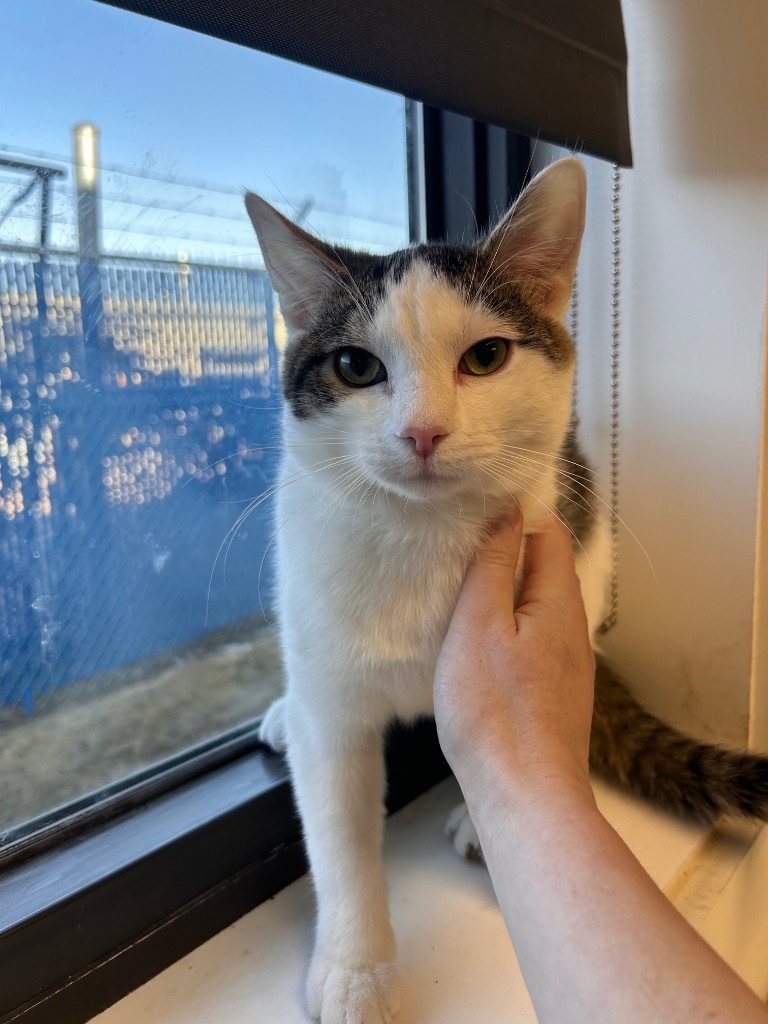 Rudolph, an adoptable Domestic Short Hair in Minot, ND, 58702 | Photo Image 6