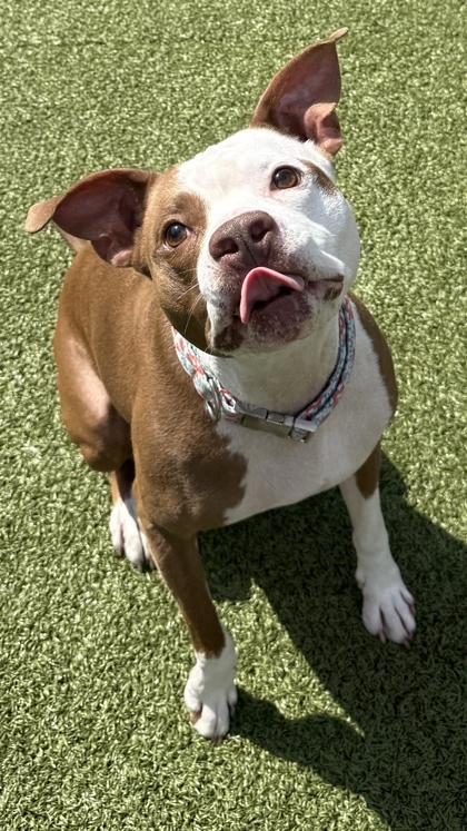 Baby Mickey (in foster)