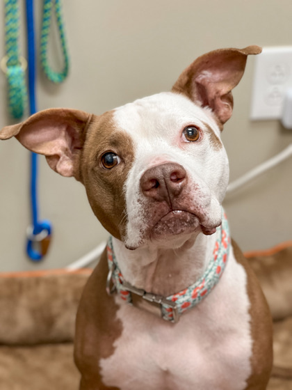 Baby Mickey (in foster)