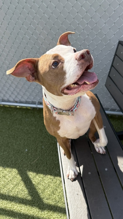 Baby Mickey (in foster)