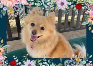 I am a special girl that is looking for a home I can flourish in I will need a quiet