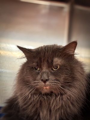 Bore, Adult Male Domestic Medium Hair