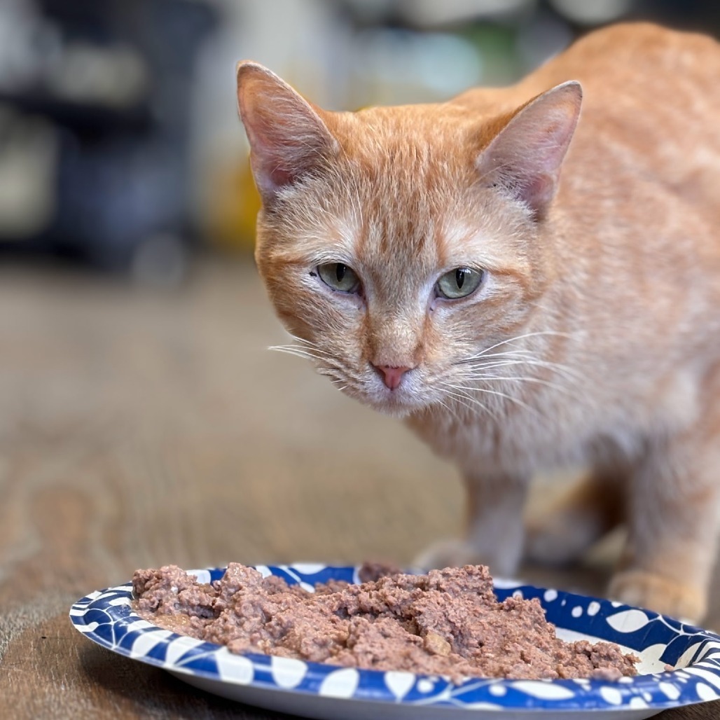 Noodles, an adoptable Domestic Short Hair in Midland, TX, 79701 | Photo Image 1