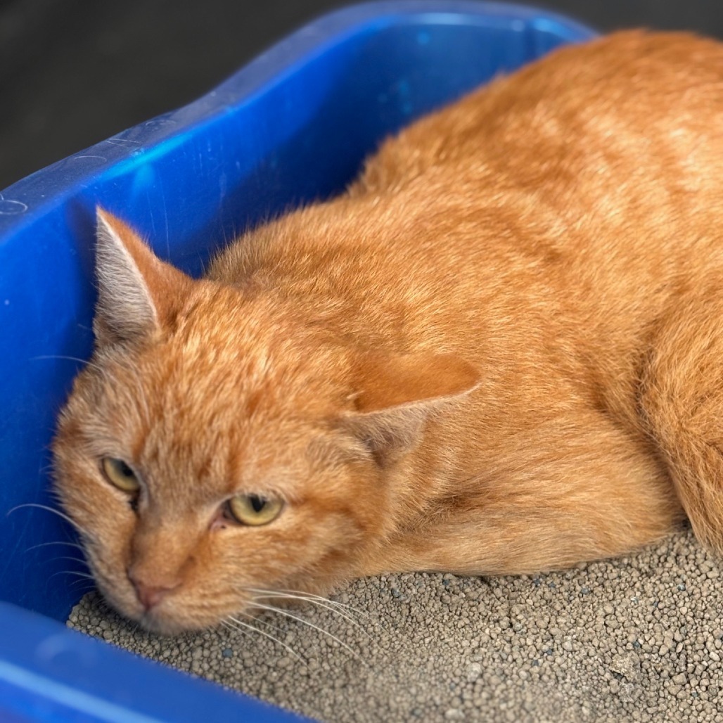Noodles, an adoptable Domestic Short Hair in Midland, TX, 79701 | Photo Image 2
