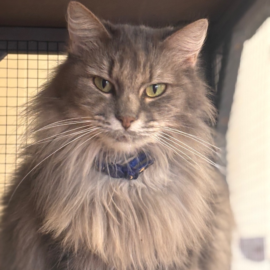 Fluffy, an adoptable Domestic Long Hair in Midland, TX, 79701 | Photo Image 1