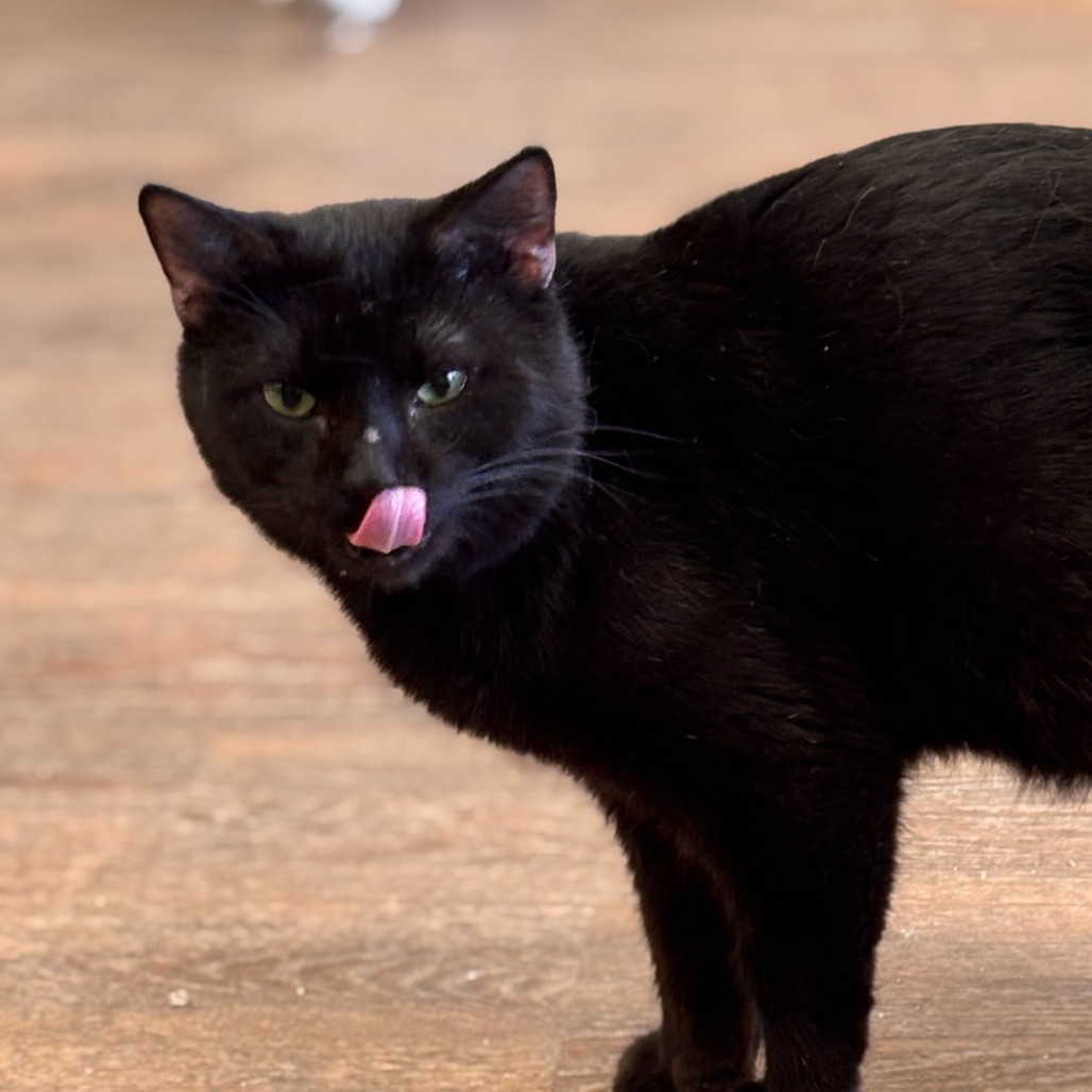 Blackie, an adoptable Domestic Short Hair in Midland, TX, 79701 | Photo Image 1