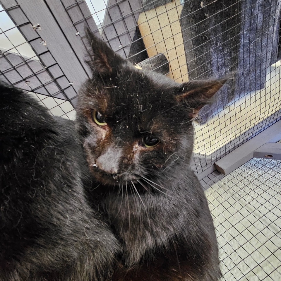 Blackie, an adoptable Domestic Short Hair in Midland, TX, 79701 | Photo Image 2
