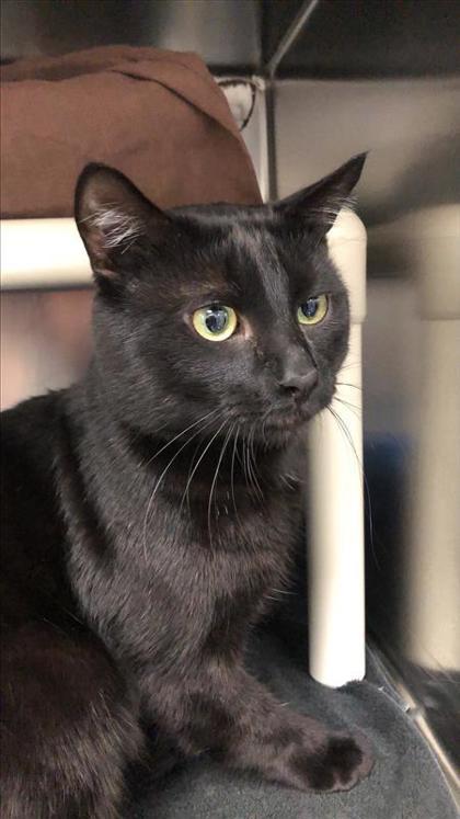 Coco